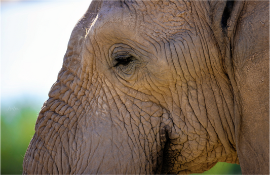 Main image Ellie In Deep Thought