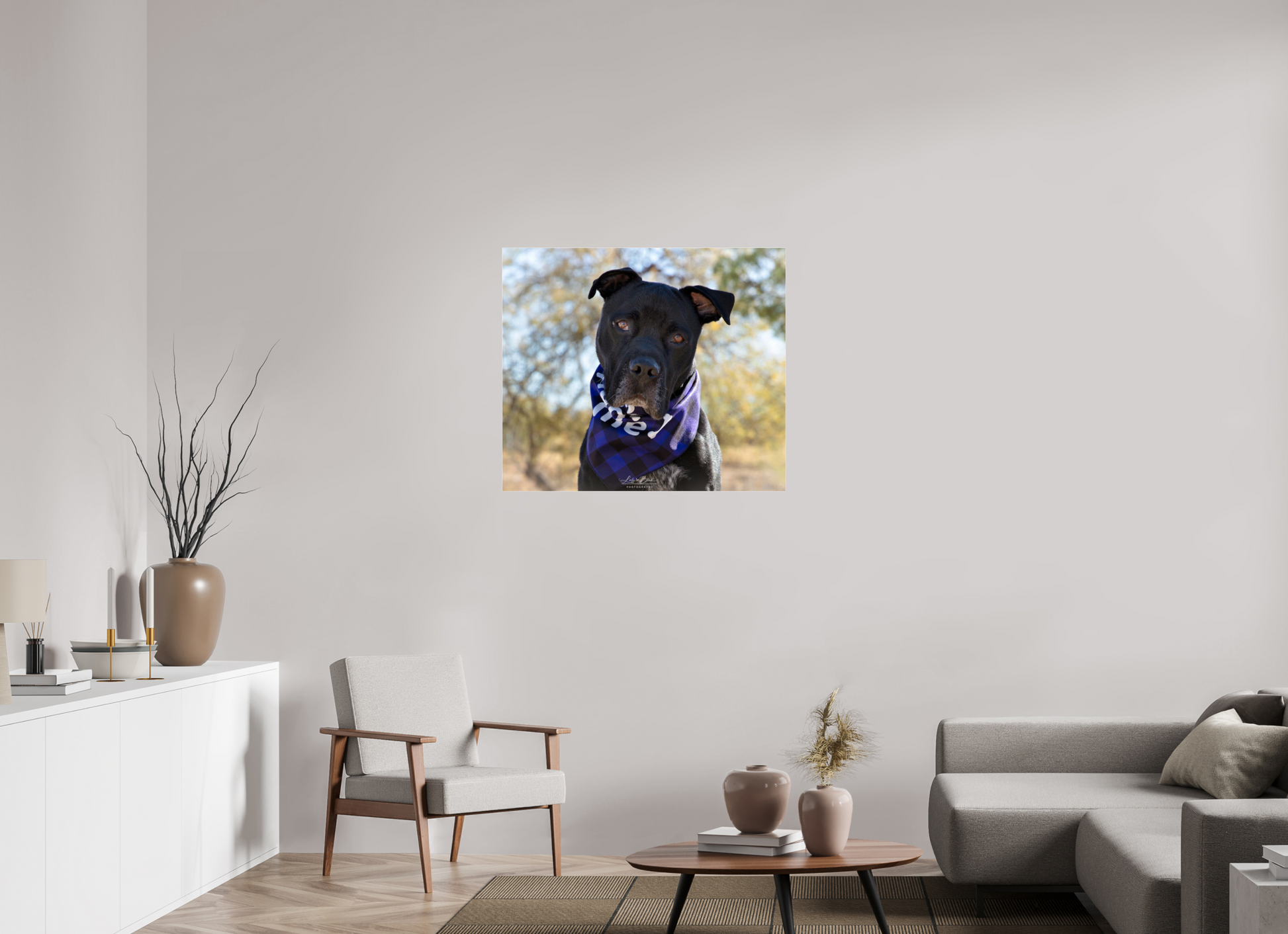 36.1 x 31″, Photo Print Under Acrylic Glass Please Visit Animal Shelters