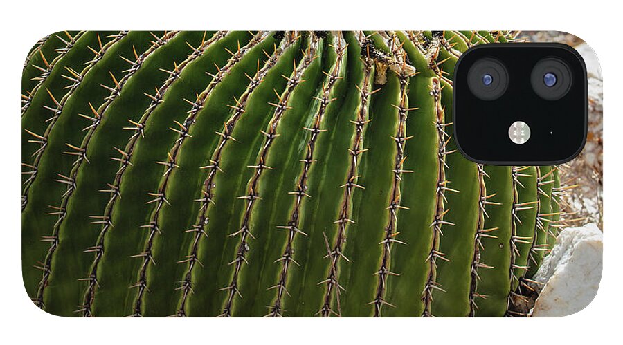 Cacti Closeup - Phone Case