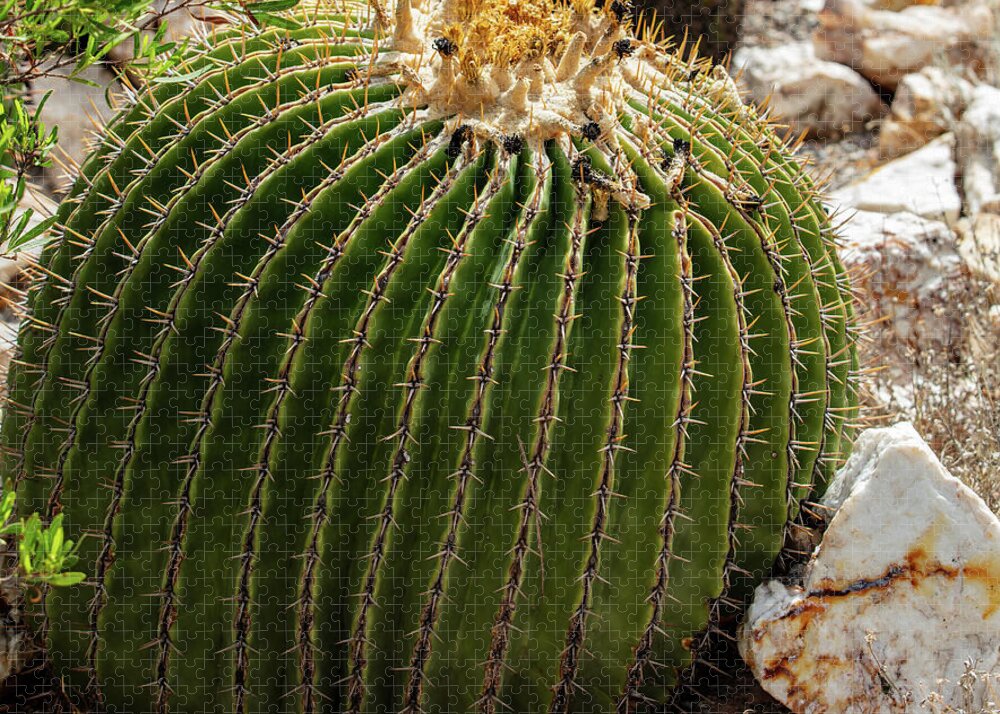 Cacti Closeup - Puzzle