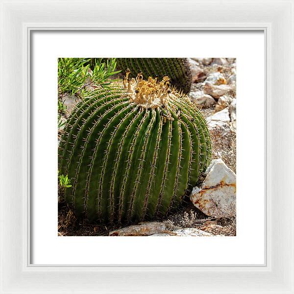 Cacti Closeup - Framed Print