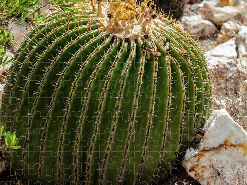 Cacti Closeup - Puzzle