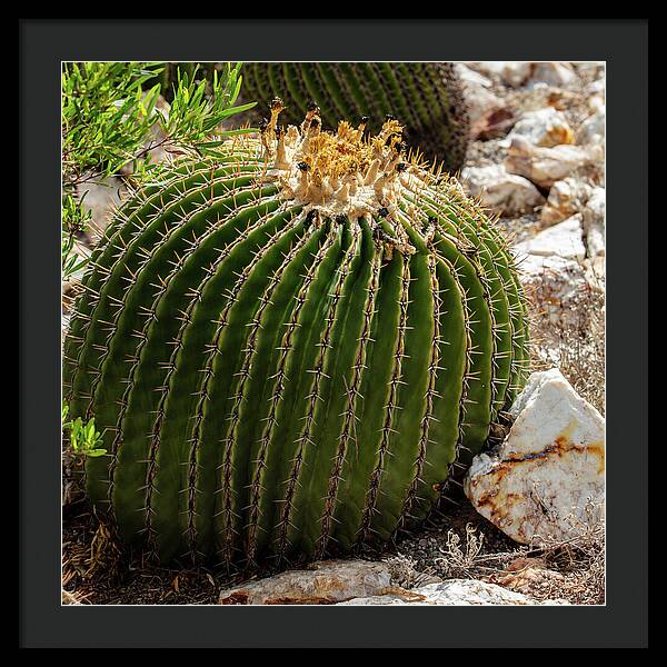 Cacti Closeup - Framed Print