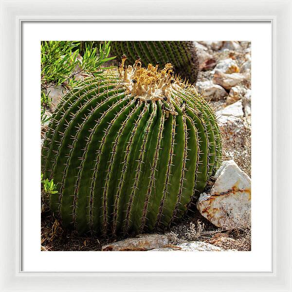 Cacti Closeup - Framed Print