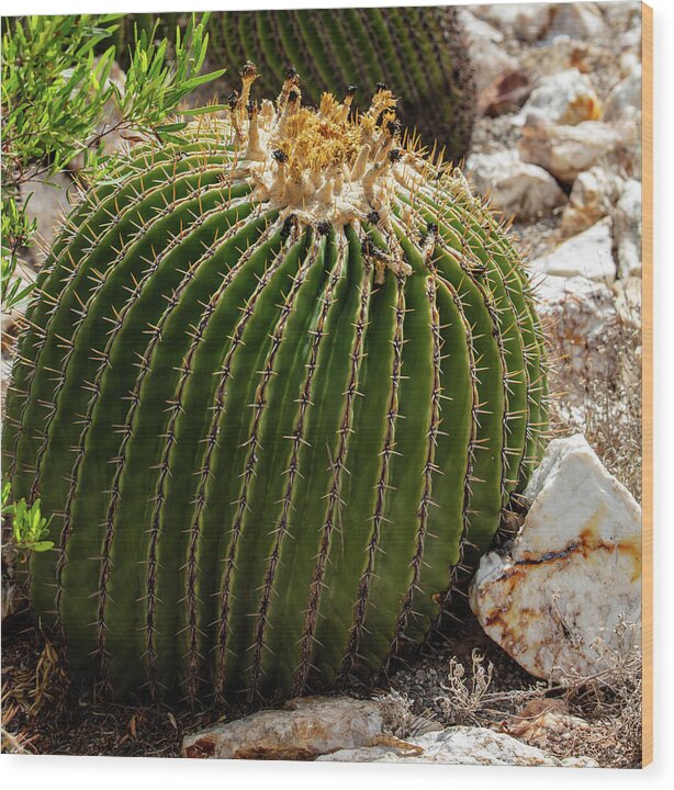 Cacti Closeup - Wood Print