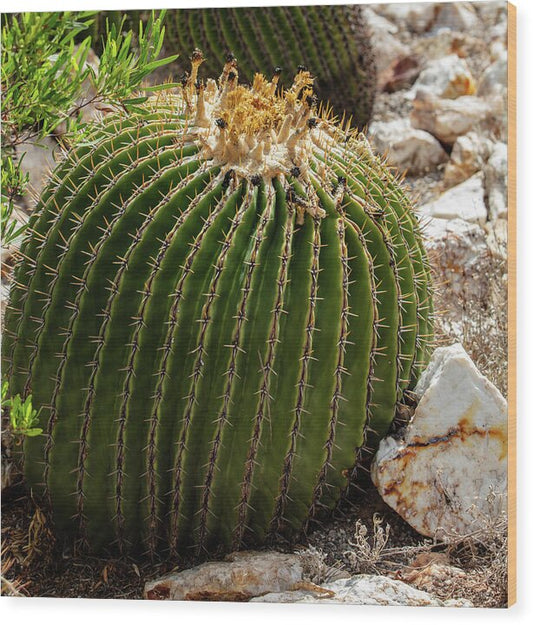 Cacti Closeup - Wood Print