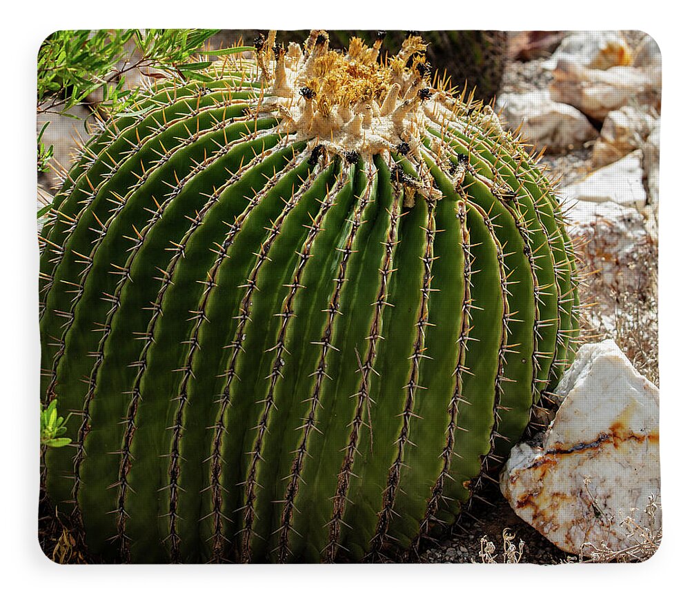 Cacti Closeup - Blanket