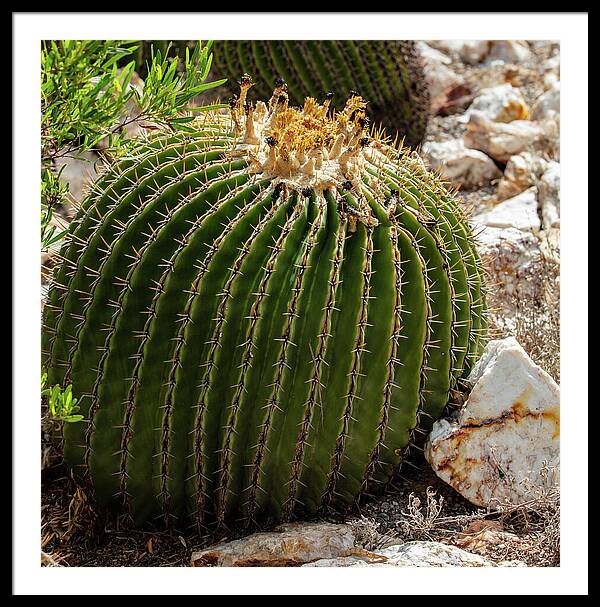 Cacti Closeup - Framed Print