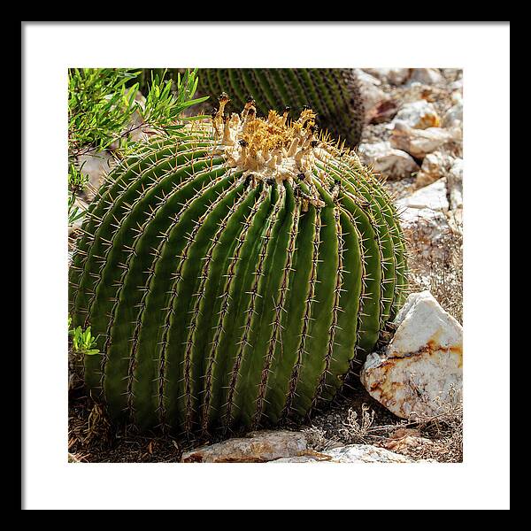 Cacti Closeup - Framed Print