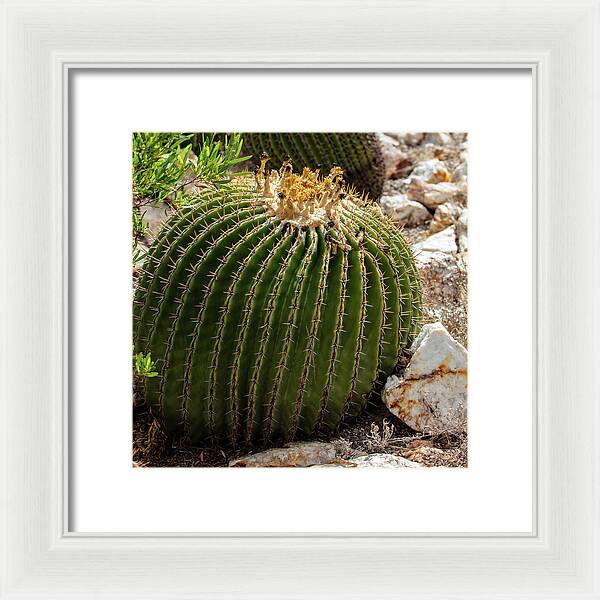 Cacti Closeup - Framed Print