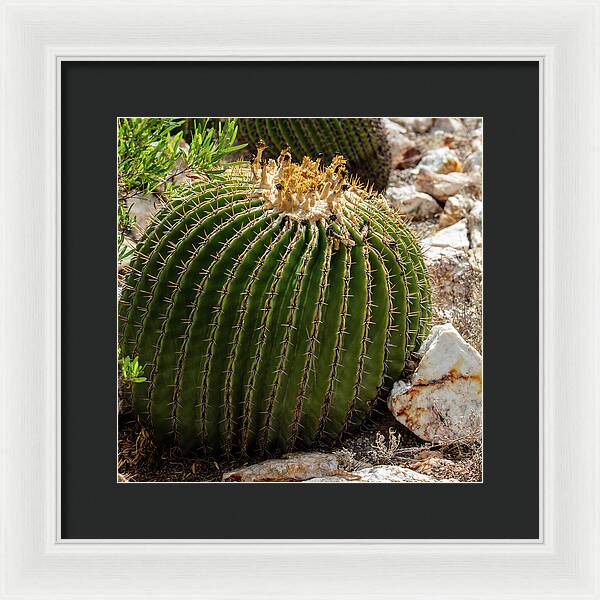 Cacti Closeup - Framed Print