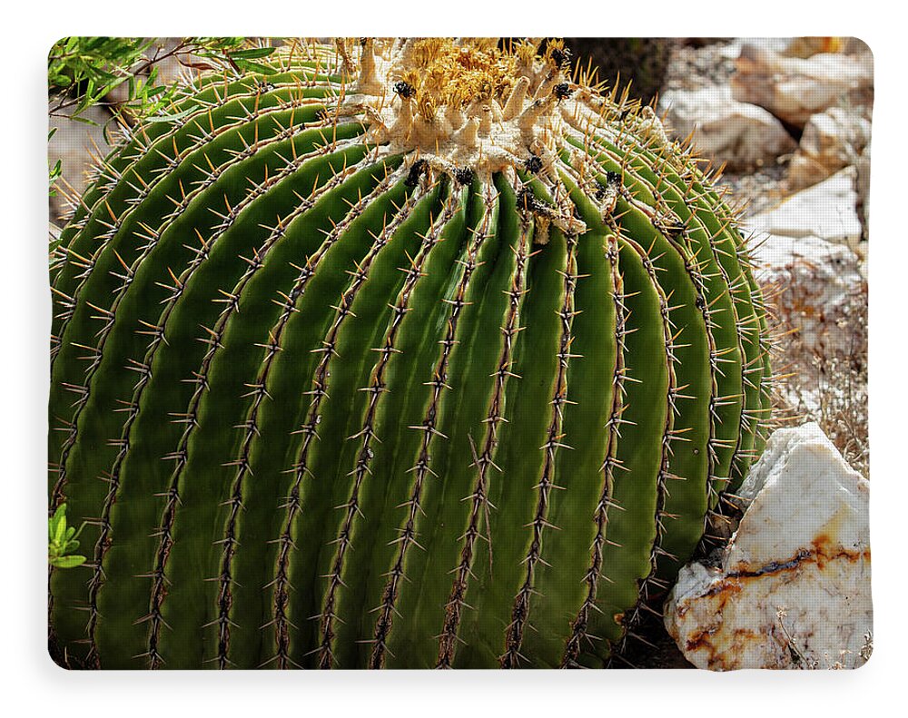 Cacti Closeup - Blanket