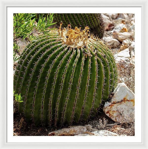 Cacti Closeup - Framed Print