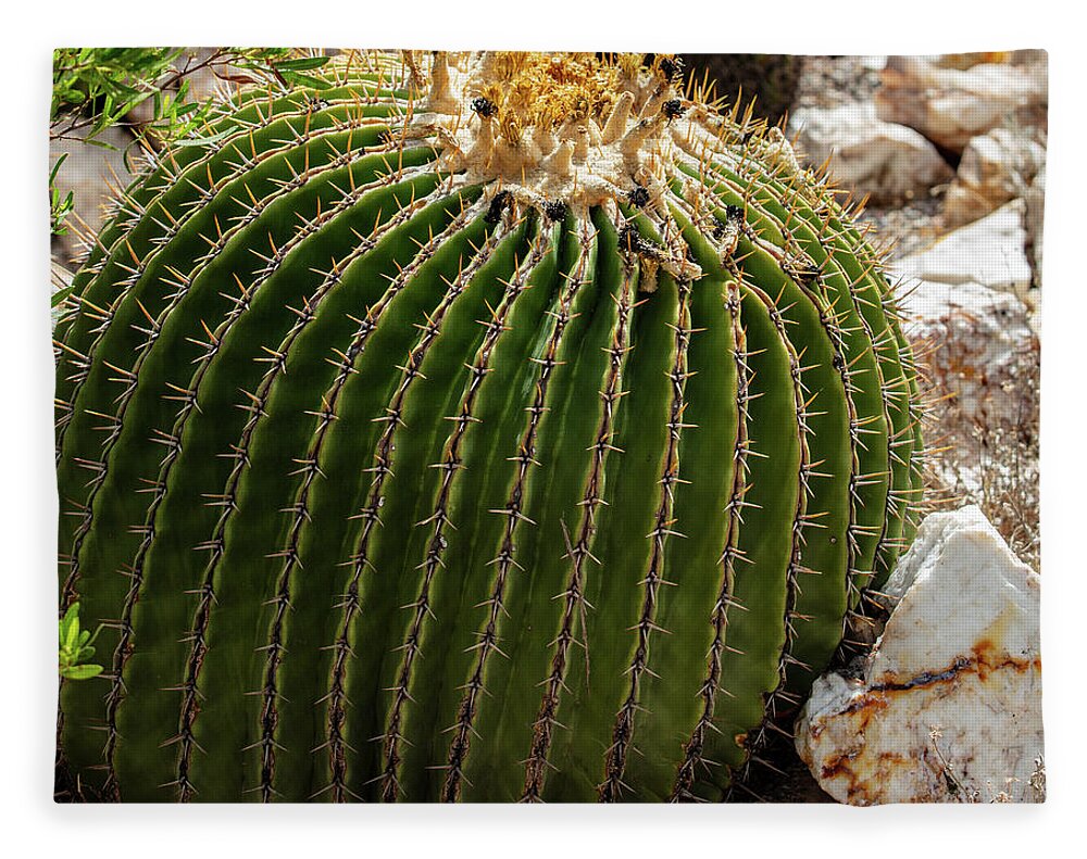 Cacti Closeup - Blanket