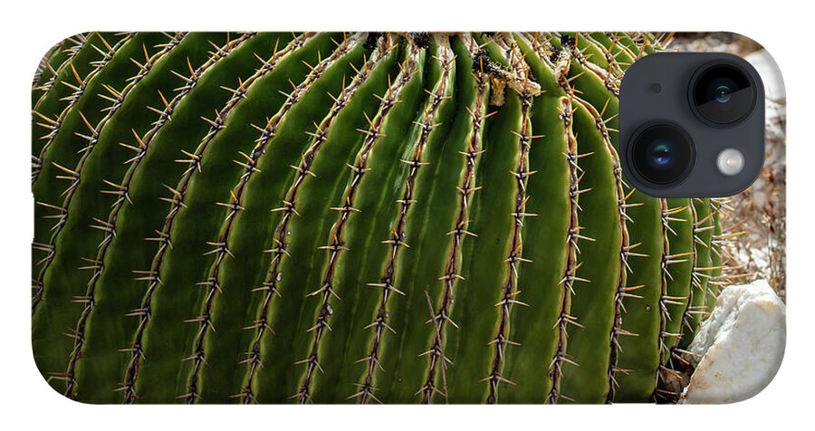 Cacti Closeup - Phone Case