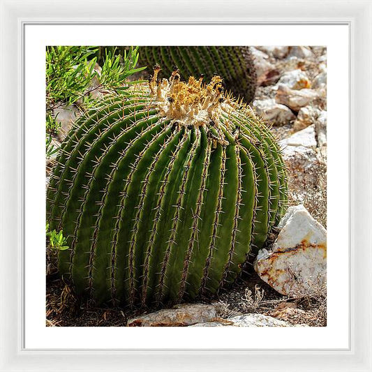 Cacti Closeup - Framed Print