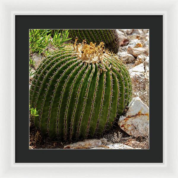 Cacti Closeup - Framed Print