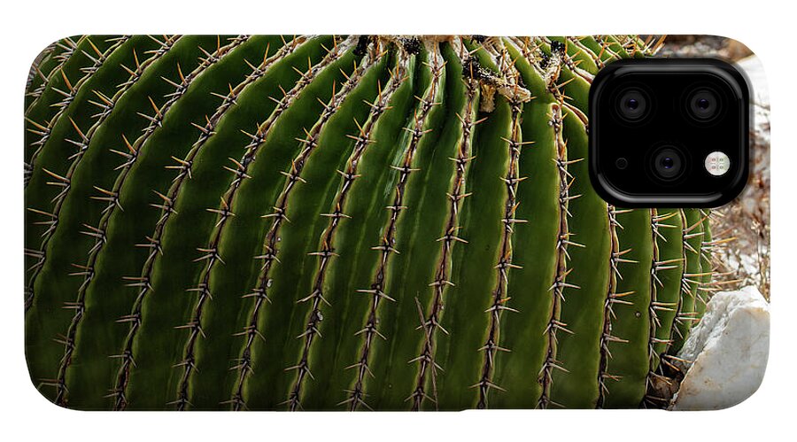 Cacti Closeup - Phone Case