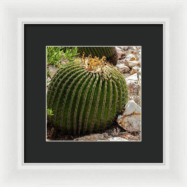 Cacti Closeup - Framed Print