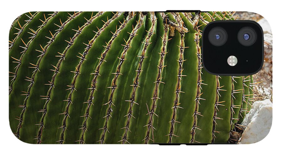 Cacti Closeup - Phone Case