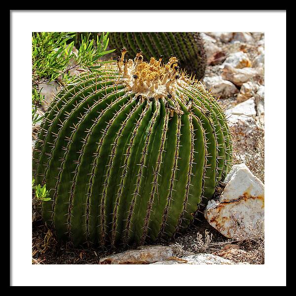 Cacti Closeup - Framed Print