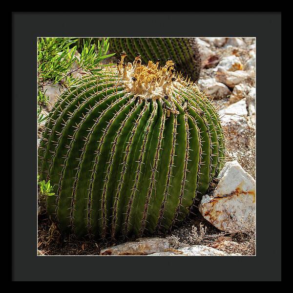 Cacti Closeup - Framed Print