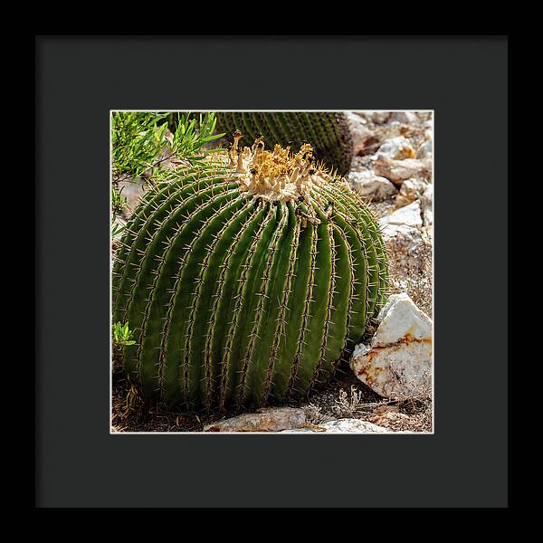 Cacti Closeup - Framed Print