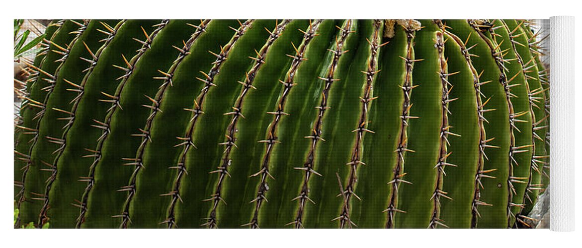 Cacti Closeup - Yoga Mat