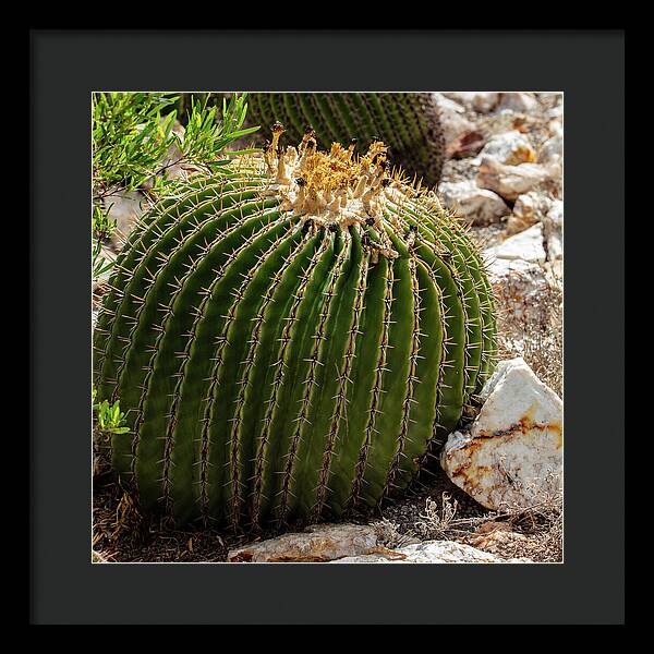 Cacti Closeup - Framed Print
