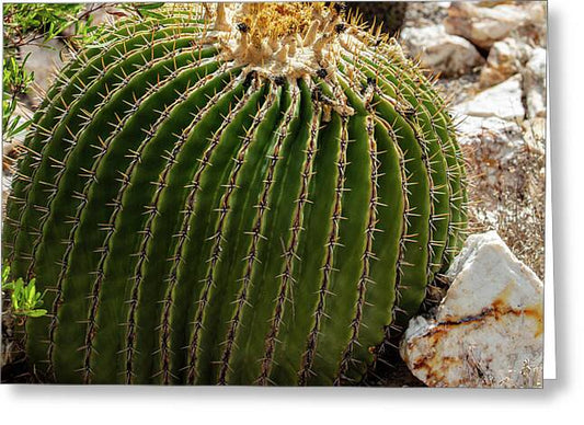 Cacti Closeup - Greeting Card