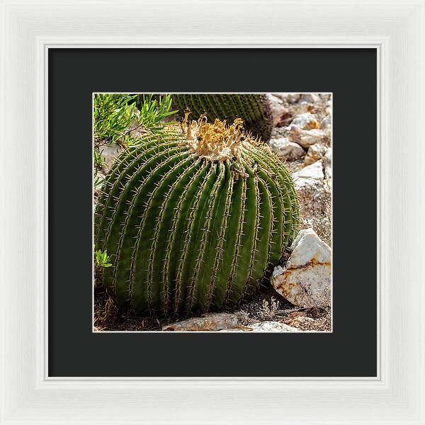Cacti Closeup - Framed Print