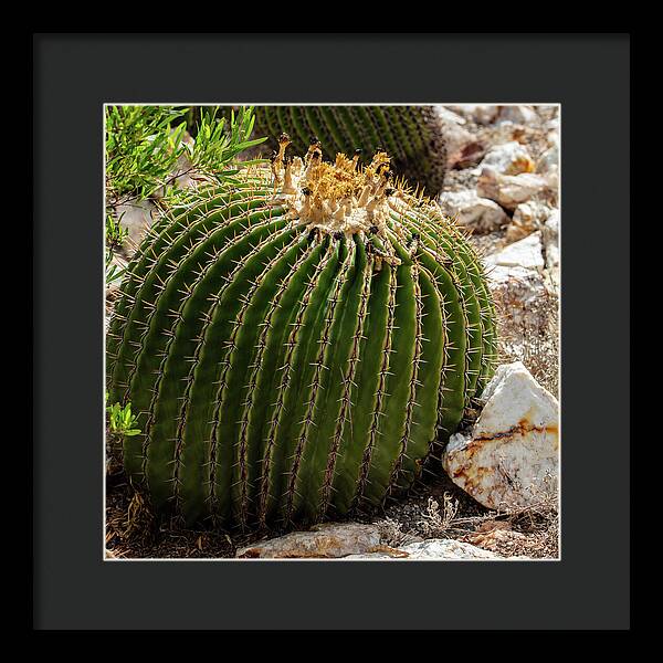 Cacti Closeup - Framed Print