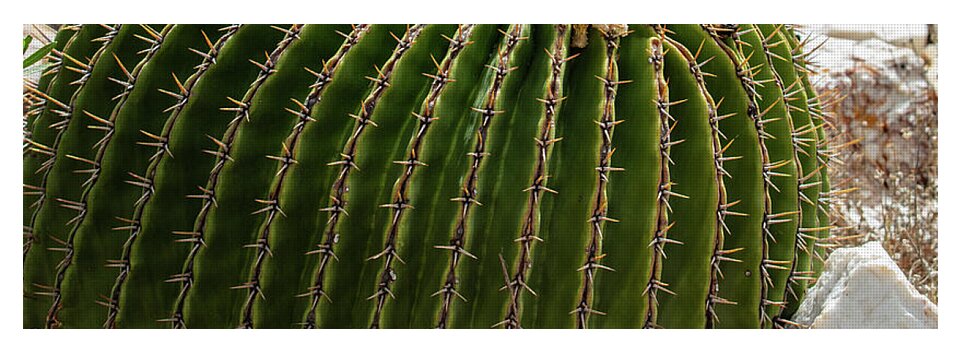 Cacti Closeup - Yoga Mat