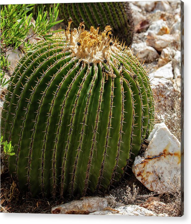 Cacti Closeup - Acrylic Print
