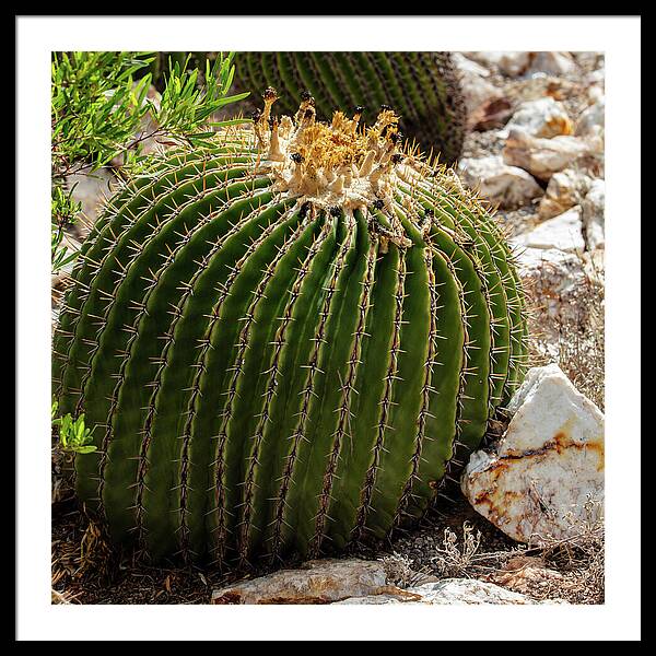 Cacti Closeup - Framed Print