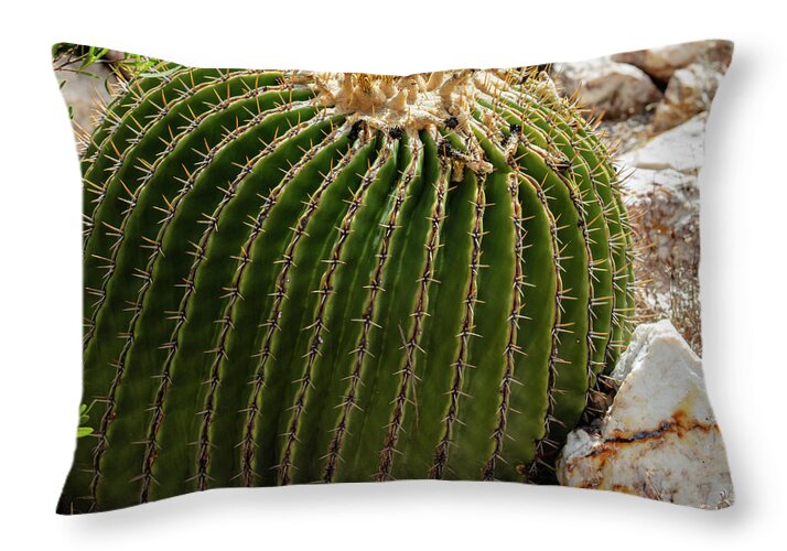 Cacti Closeup - Throw Pillow