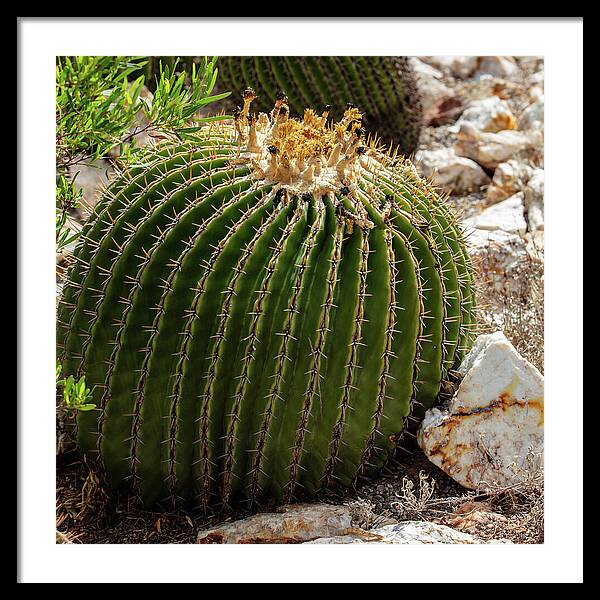 Cacti Closeup - Framed Print