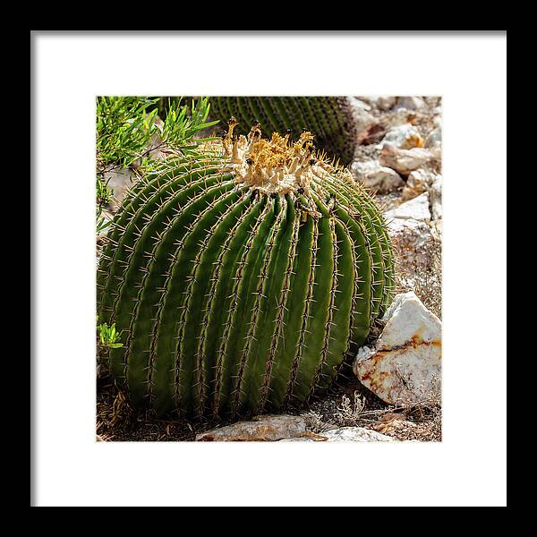 Cacti Closeup - Framed Print