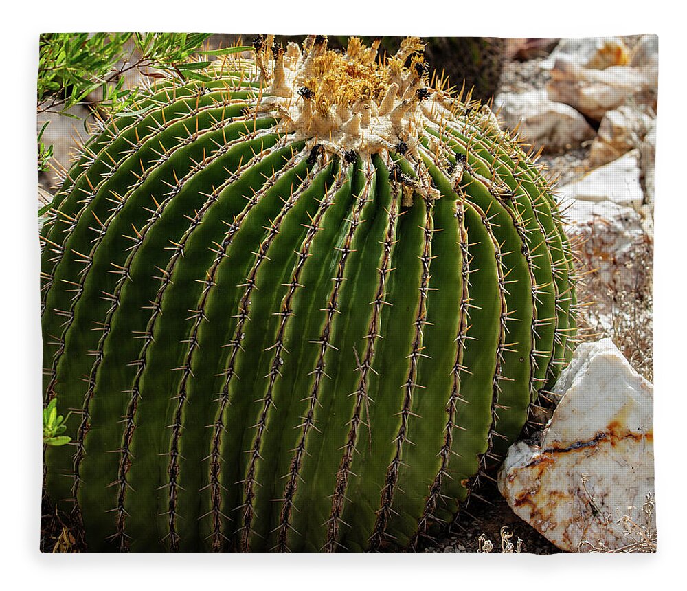 Cacti Closeup - Blanket