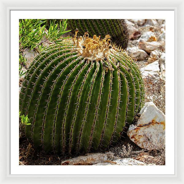 Cacti Closeup - Framed Print