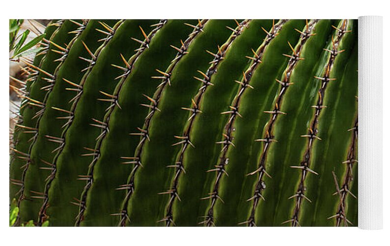 Cacti Closeup - Yoga Mat