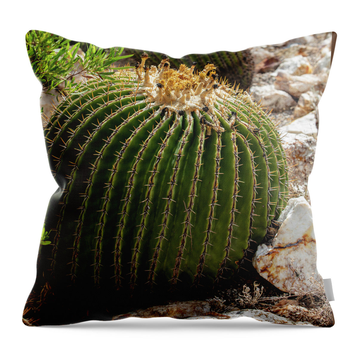 Cacti Closeup - Throw Pillow