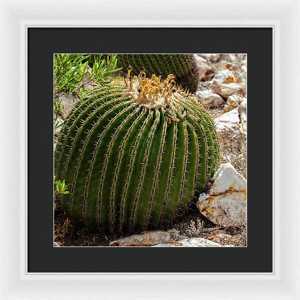 Cacti Closeup - Framed Print