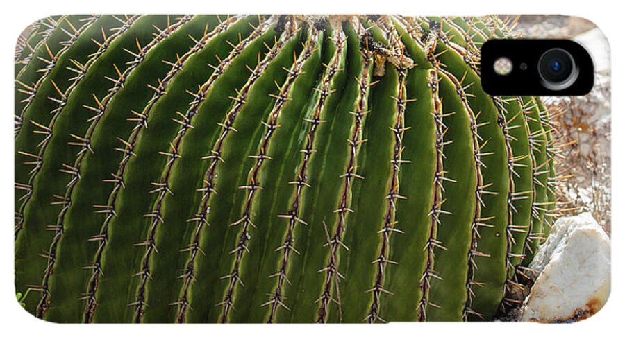 Cacti Closeup - Phone Case