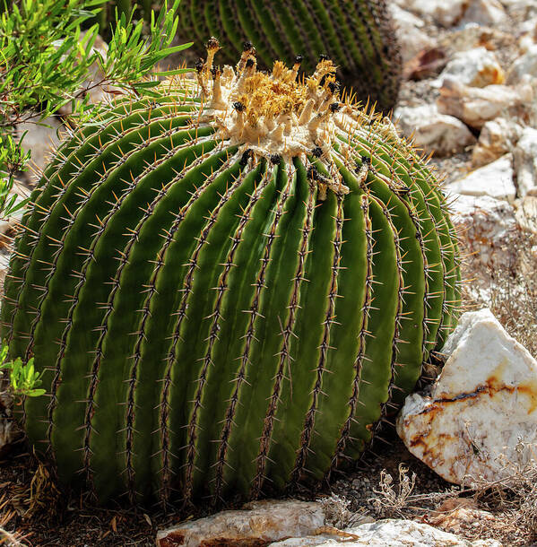 Cacti Closeup - Art Print