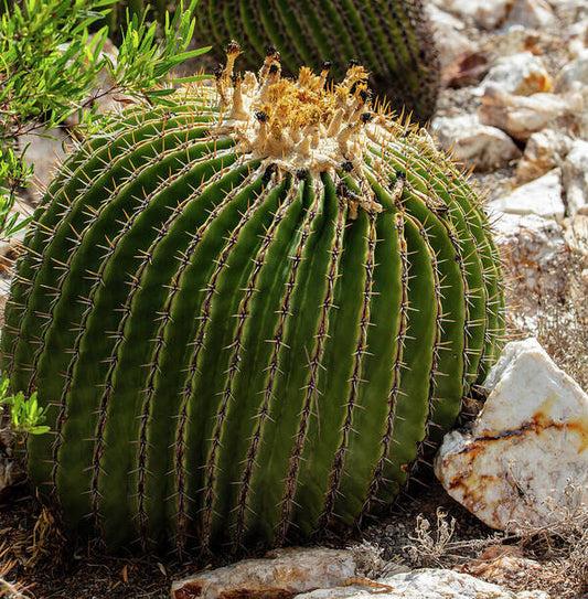 Cacti Closeup - Art Print