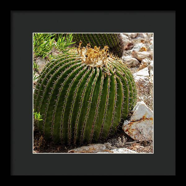 Cacti Closeup - Framed Print