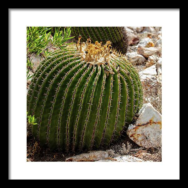 Cacti Closeup - Framed Print