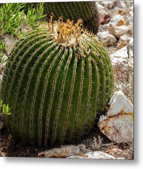 Cacti Closeup - Metal Print