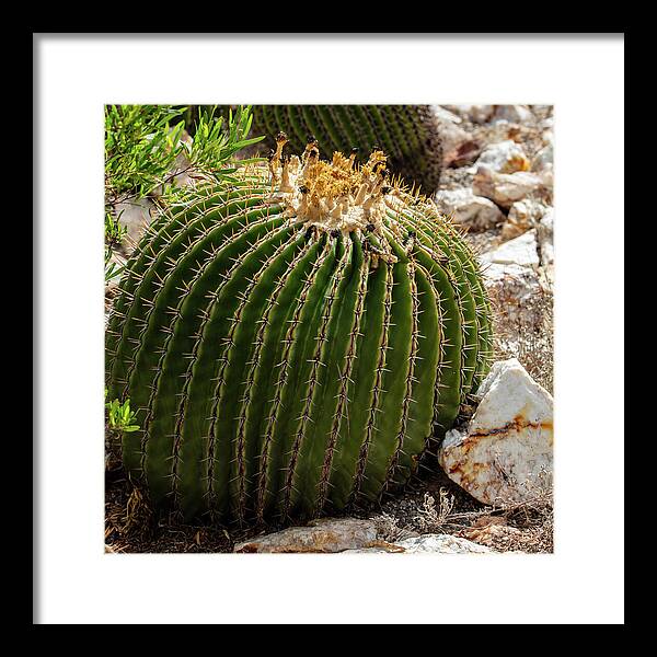 Cacti Closeup - Framed Print
